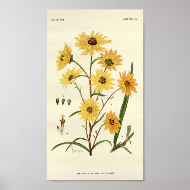 Impression botanique de tournesol (Devant)