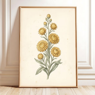 Impression botanique d'Helichrysum Art Print Vinta