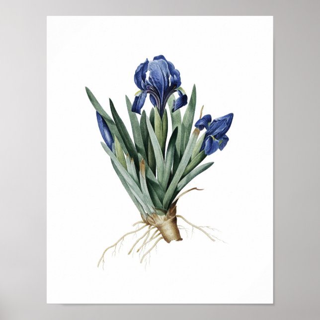 Impression botanique d'IRISES original par Redoute (Devant)