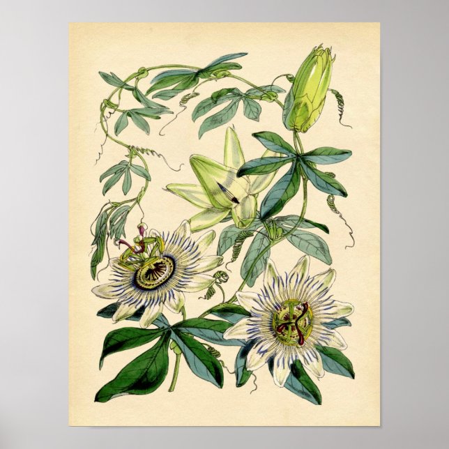 Impression botanique - Fleur de passion (Passiflor (Devant)