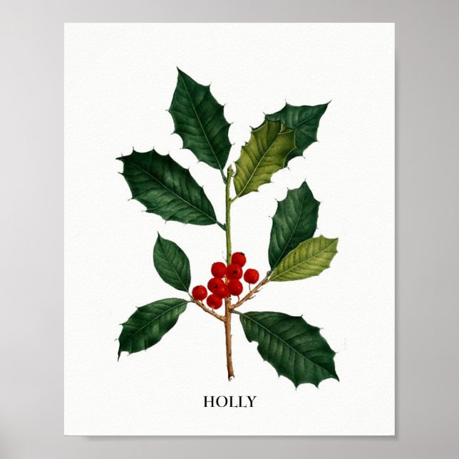 Impression botanique Holly (Devant)