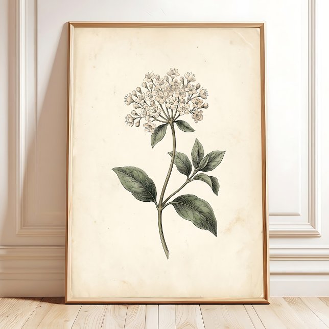 Impression botanique Laurustinus sur toile (Créateur téléchargé)