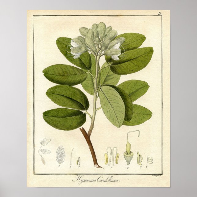Impression botanique - Legume hymenaea candolliana (Devant)