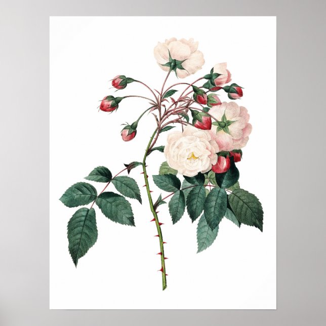 Impression Botanique PREMIUM QUALITY rose (Devant)