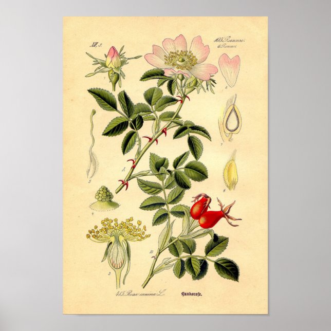 Impression botanique - Rose de chien (Rosa Canina) (Devant)