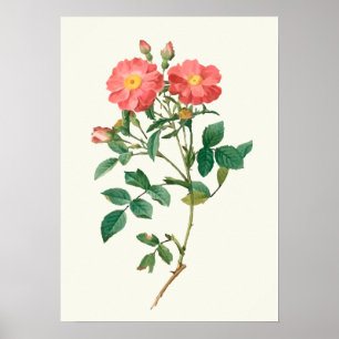 Impression botanique rose vintage