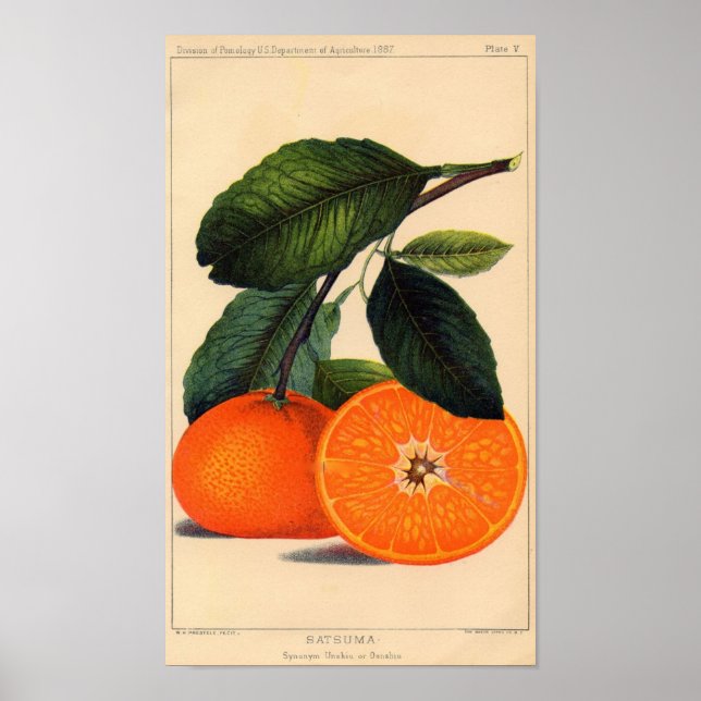 Impression botanique - Satsuma (Devant)