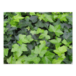 Impression botanique verte Ivy