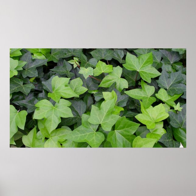 Impression botanique verte Ivy (Devant)