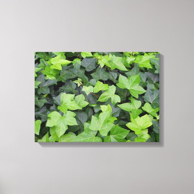 Impression botanique verte Ivy (Recto)
