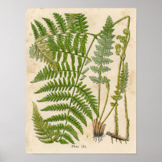 Impression botanique vintage - Bracken / Ferns