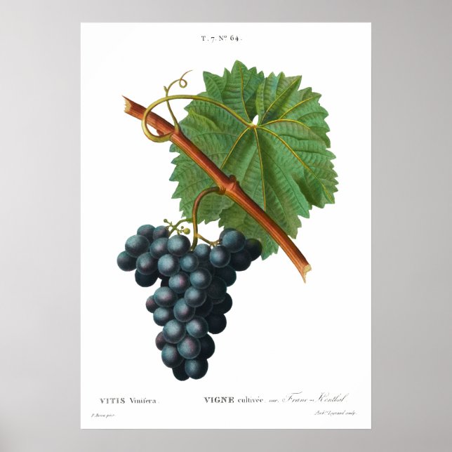 Impression botanique vintage de vignes Poster (Devant)
