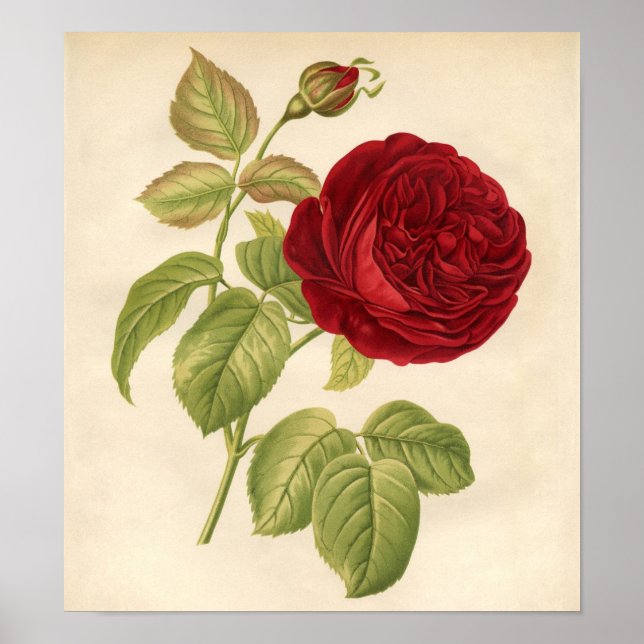 Impression botanique vintage - Rose rouge (Devant)