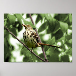 Impression Brown Thrasher