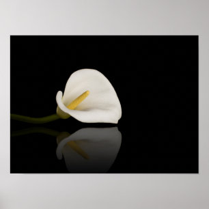 Impression calla lily