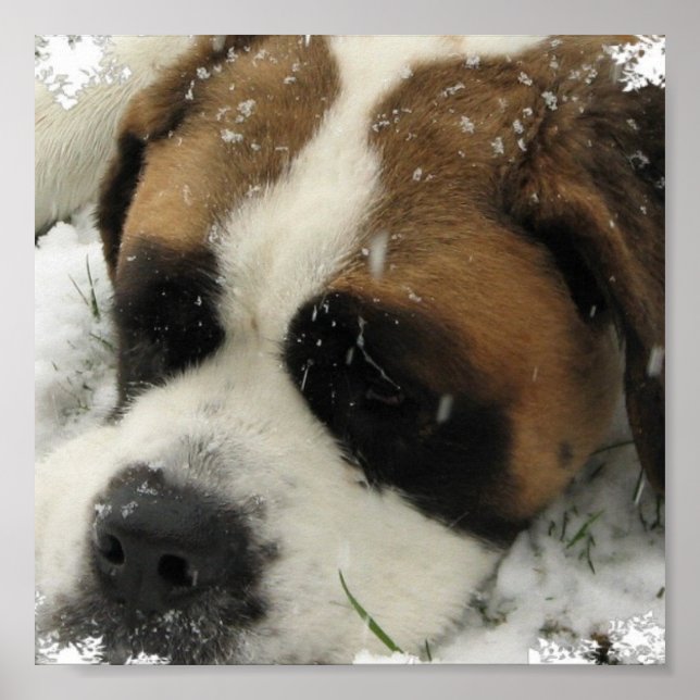 Impression Canvas St Bernard (Devant)