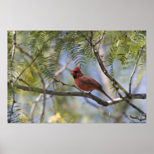 Impression cardinale