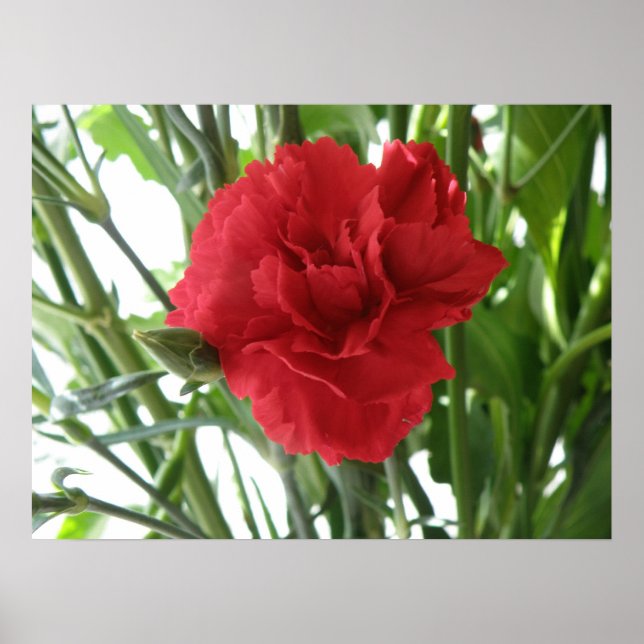 Impression Carnation rouge (Devant)