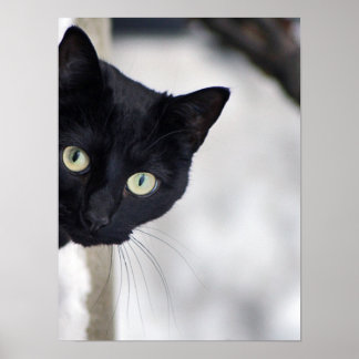 Impression Cat noir