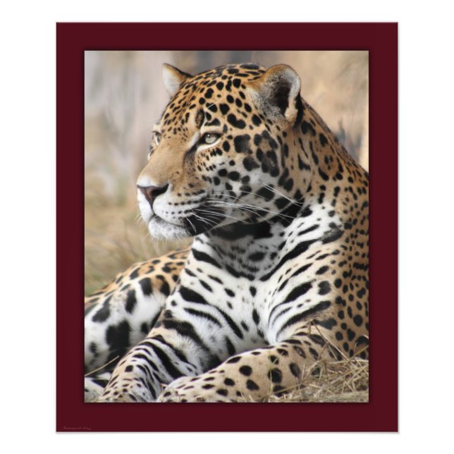Impression classique Jaguar -20x24 -autres tailles (Devant)