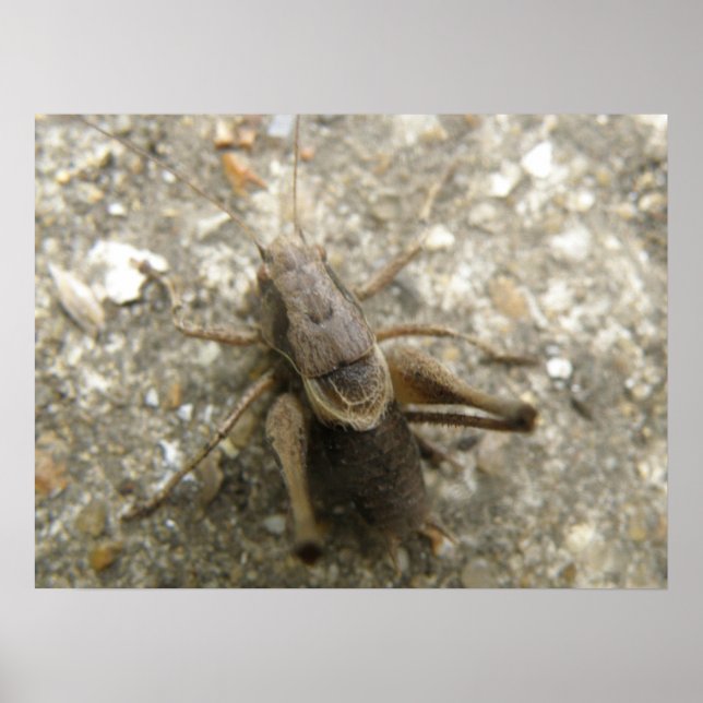Impression cricket Brown (Devant)