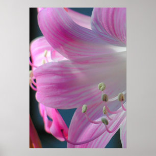 Impression d'accolade rose