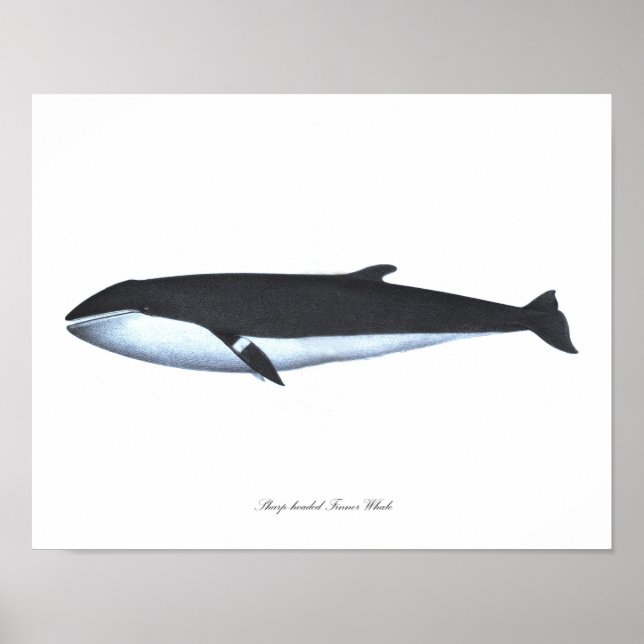 Impression d'affiche de baleines #16 Nautical Home (Devant)
