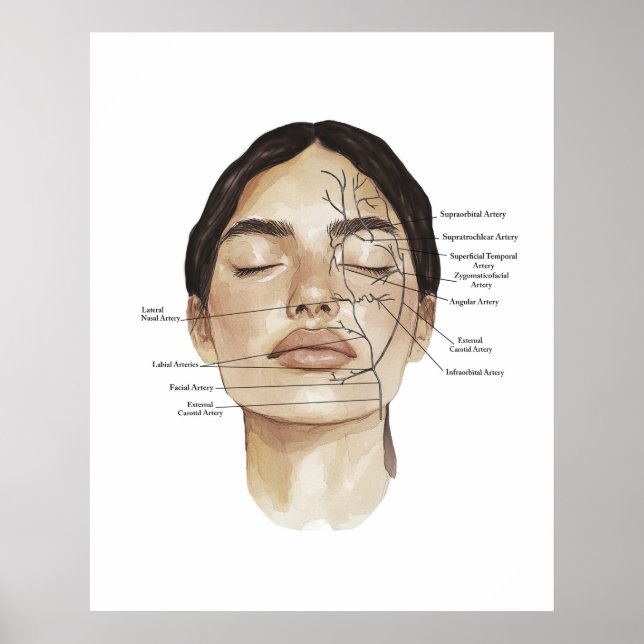 Impression d'anatomie du visage 3 (Devant)