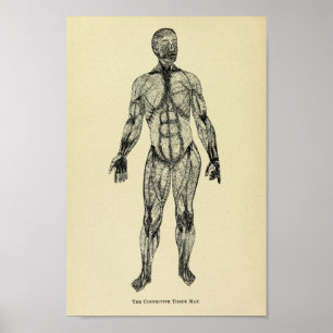 Impression d'anatomie tissulaire vintage 1920