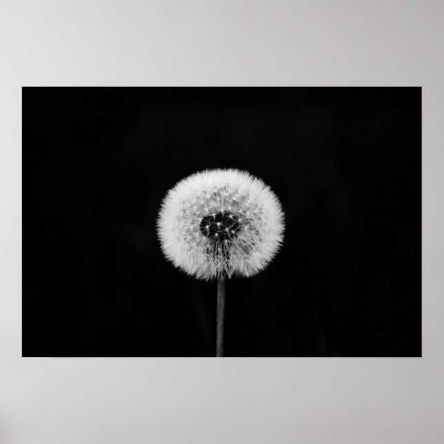 Impression Dandelion (Devant)