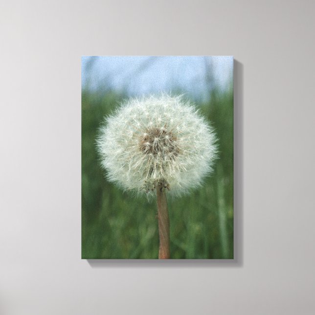 Impression Dandelion Canvas (Recto)