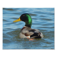 Impression d'art : Canard colvert