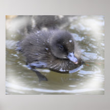 Impression d'art : Canard noir