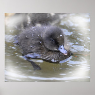Impression d'art : Canard noir