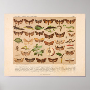 Impression d'art couleur vintage