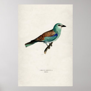 Impression d'art fin mat Bird Rollier Européen Vin