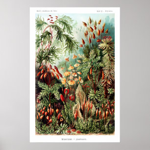 Impression d'art fin mat de botanique victorienne.