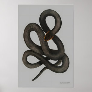 Impression d'art fine A3 A4 Black Cobra. Naturel V