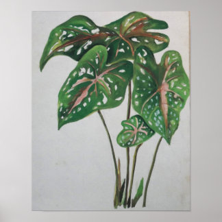 Impression d'art mural botanique de feuille verte