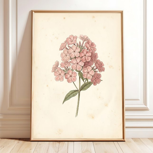 Impression d'art mural botanique Phlox (Créateur téléchargé)