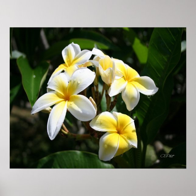 Impression d'art Plumeria blanche (Devant)