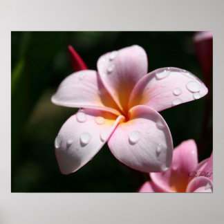 Impression d'art Plumeria rose