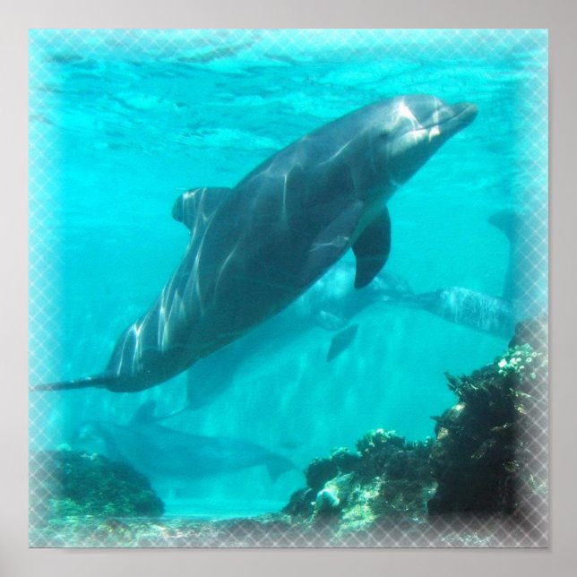 Impression dauphin de natation (Devant)