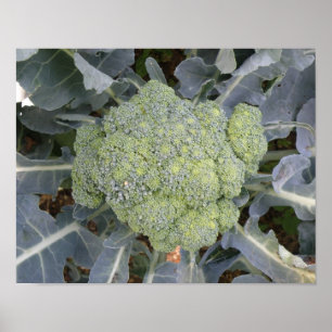 Impression de brocoli
