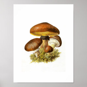 Impression de champignons Brown