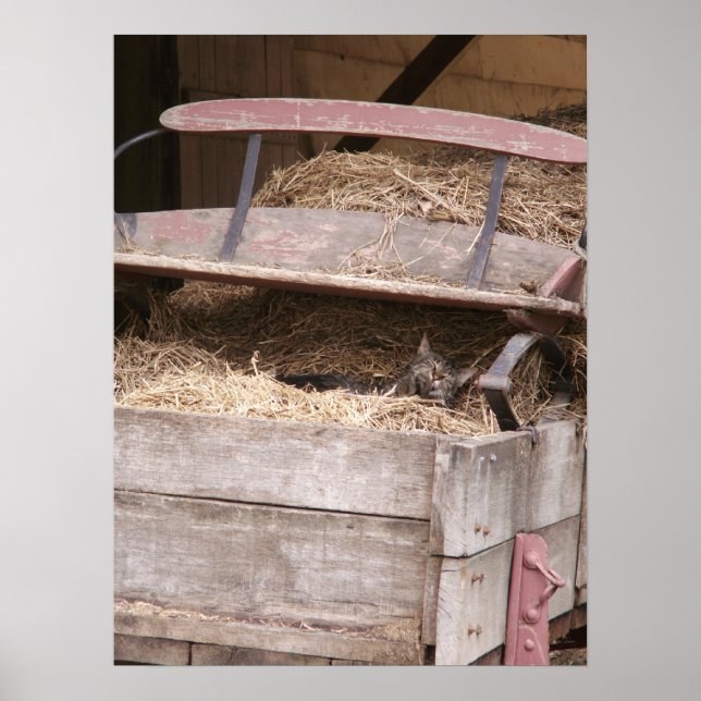 Impression de chat dans Hay Wagon (Devant)