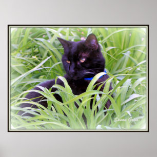 Impression de chat noir de Bombay