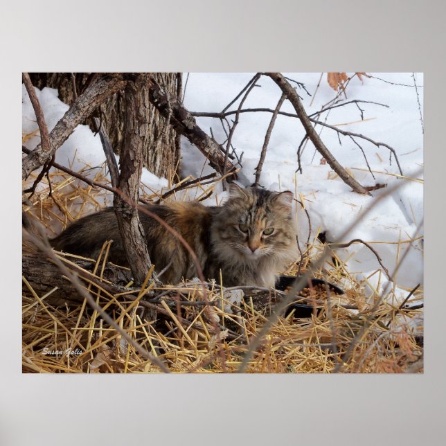 Impression de chat sauvage en forêt hivernale (Devant)