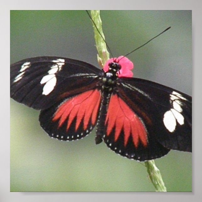 Impression de conception photo papillon (Devant)