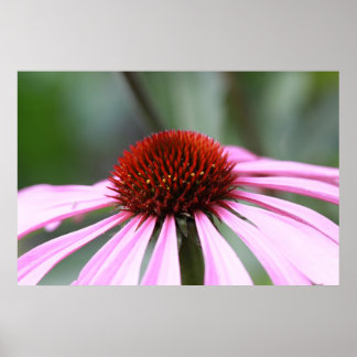 Impression de coneflower violet